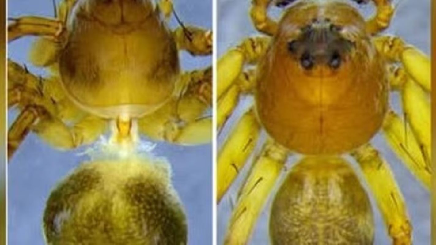 A new species of lynx spider, Hamataliwa mawlyngot, was discovered in Mawlyngot village of the East Khasi Hills district, Meghalaya